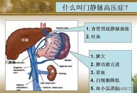 脾臟功能不好|從脾經組成的經絡型態，理解中醫的「脾臟」究竟是什。